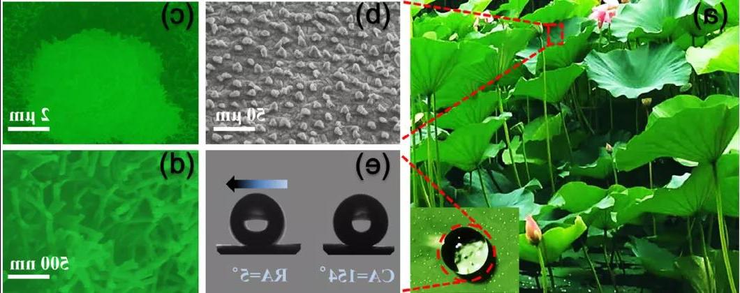 图2. 荷叶表面微观结构SEM图及水滴<a href='http://luzhongyuan.demiryapinsaat.com'><a href='http://luzhongyuan.demiryapinsaat.com'>正规赌博平台</a>在</a>表面的行为
